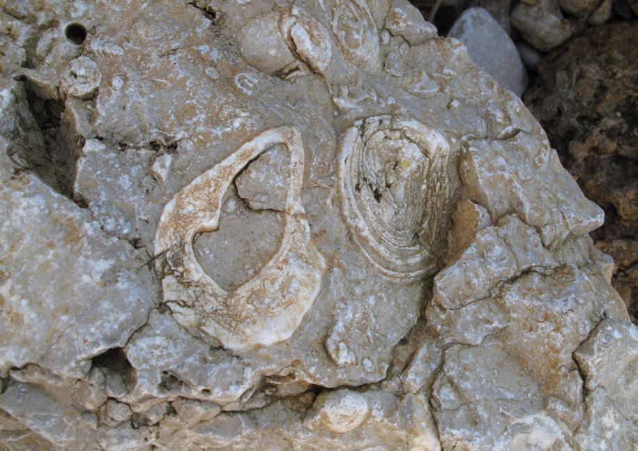 Bivalvi Megalodontidi?